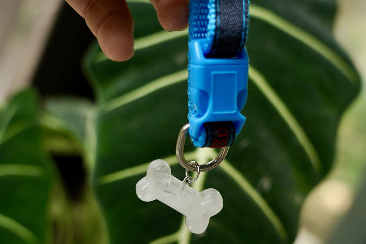 Adjustable Dog Collar with Bone Pendant Nylon Puppy Collar for Small Dogs