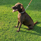 Dog Training Slip Collar Double-Row Chain for Large Dogs