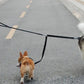 Dual Dog Leash with One Lead Coupler Nylon Harness