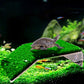 Cora Turtle Basking Platform Ramp Reptile Resting Terrace Simulation