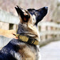 Adjustable Dog Collar with Handle Tactical Nylon Pet Collar for Medium Large Dogs-Khaki