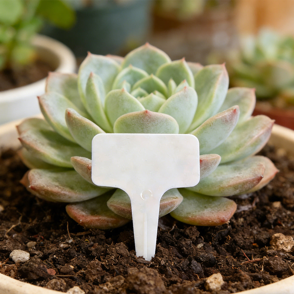 100 Pack T-Type Plastic Plant Labels Pot Marker Garden Markers Reusable