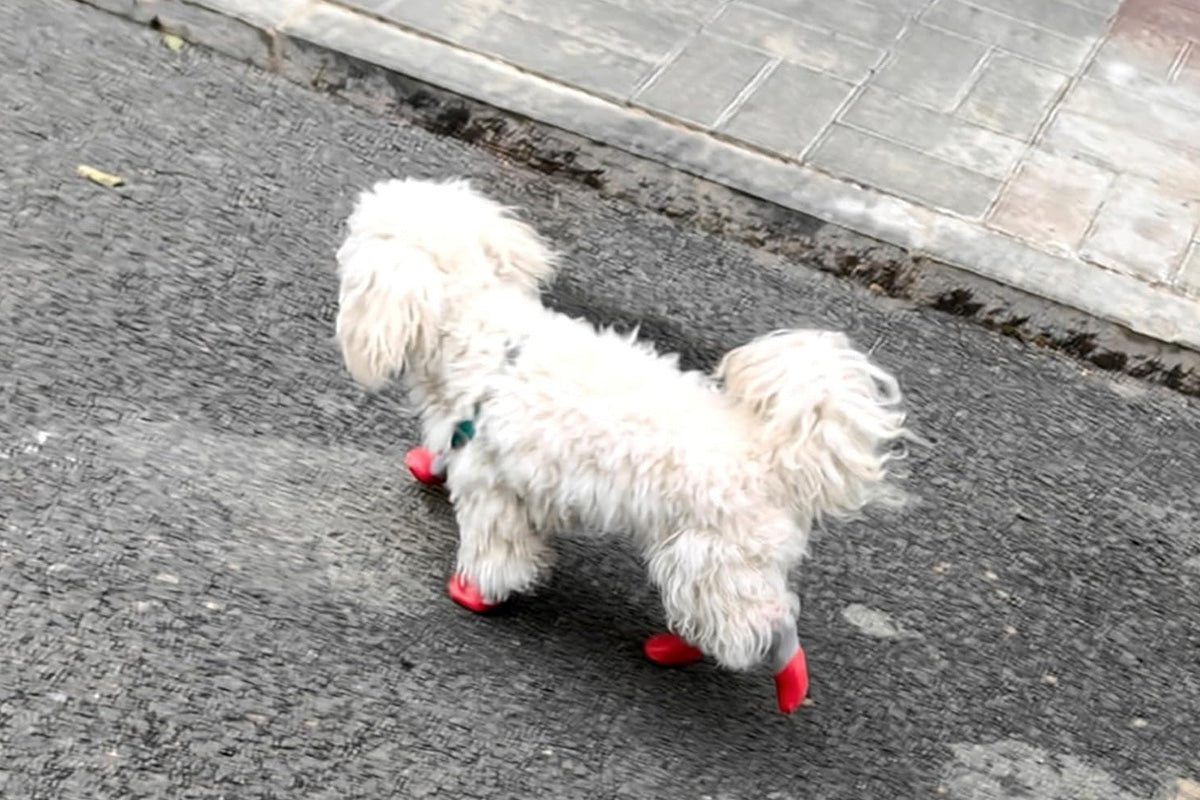 Waterproof Anti Slip Pet Shoes with Rubber Sole for Indoor and Outdoor Use-Red