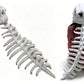 Funny Dinosaur Skeleton Headwear Novelty Costume Prop