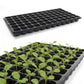 10 Pack Deep Cell Seed Starter Trays for Plant Nursery