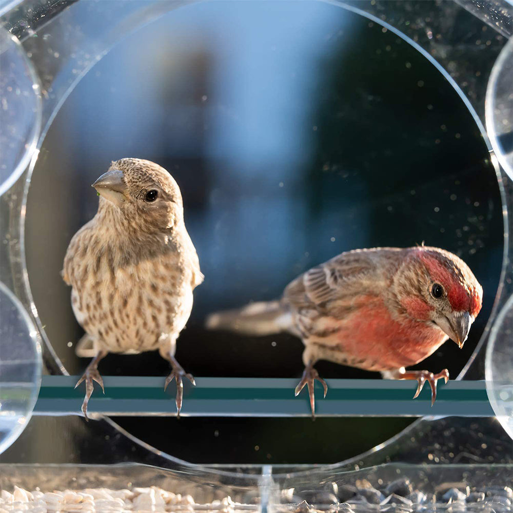 Acrylic Clear Window Bird Feeder with 4 Suction Cups