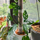 4Pcs Moss Pole Coir Moss Totem Pole Stick for Plant Stakes and Supports