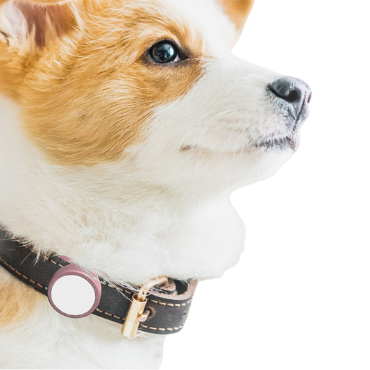 2Pcs Silicone Tracker Protective Case for Pet Collar Compatible with Apple Airtag